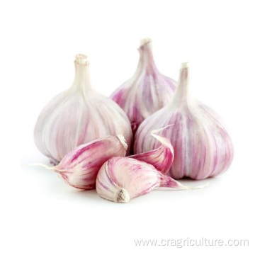 New 6.0cm Red Garlic For Sale